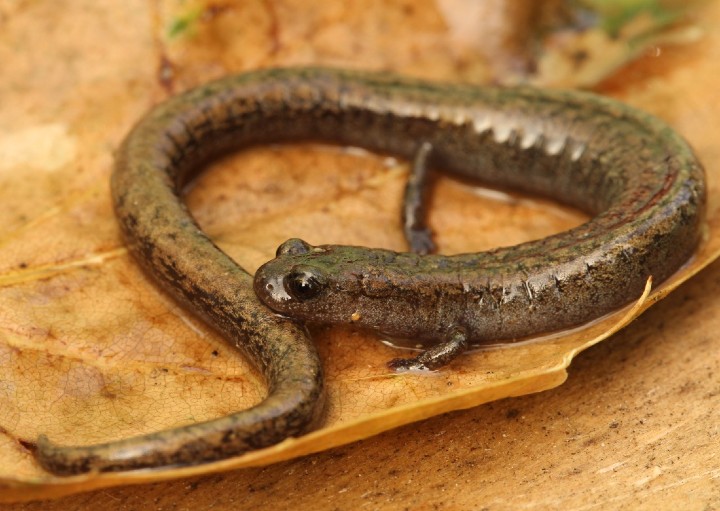 California Slender Salamander